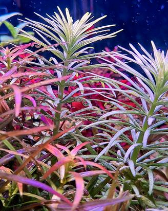 talee piante acquatiche 