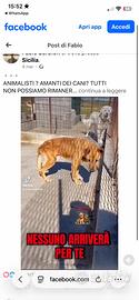 Cagnolino in adozione