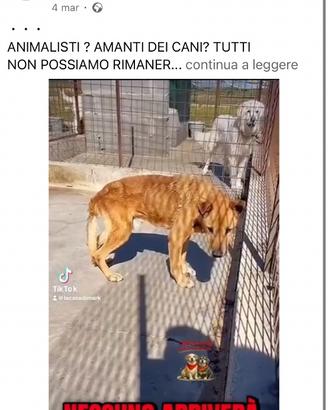 Cagnolino in adozione