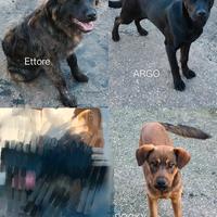 Cuccioli di meticcio Corso con Golden retriever