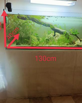 Acquario