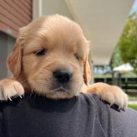 Cuccioli golden retriever con pedigree