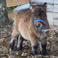 Mini pony