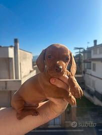 Cuccioli di bassotto color cioccolato