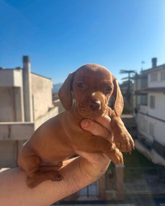 Cuccioli di bassotto color cioccolato