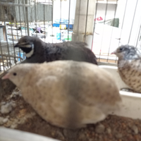 Quaglie cinesi e jumbo