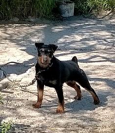 Jagd terrier