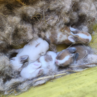 Coniglietti ariete nano