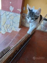 Gattini maschietti pelo lungo e corto