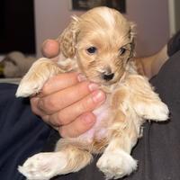 Cuccioli Maltipoo