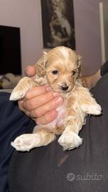 Cuccioli Maltipoo