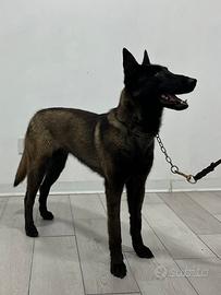 Pastore belga Malinois
