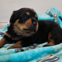 Rottweiler con pedigree