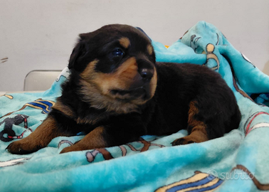 Rottweiler con pedigree