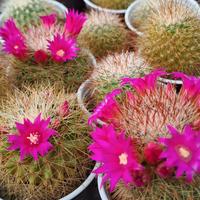 Piante grasse fiorite