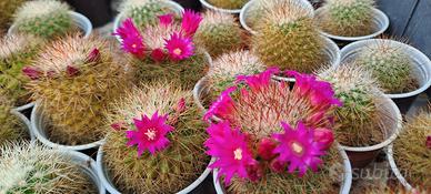 Piante grasse fiorite