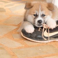 Cuccioli Akita inu