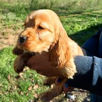 Cocker spaniel inglese