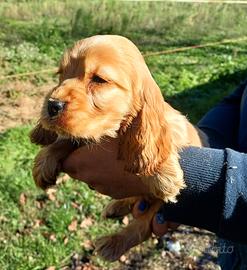 Cocker spaniel inglese