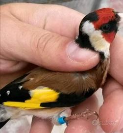 Cardellino maschio da canto