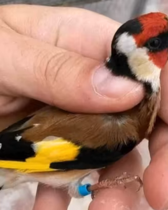 Cardellino maschio da canto
