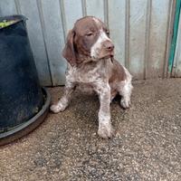 Cane da caccia spinone