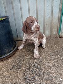 Cane da caccia spinone