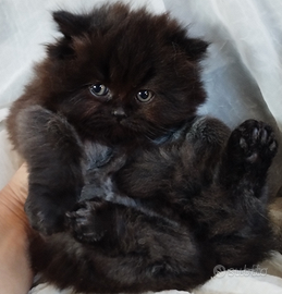 Cucciolo di gatto persiano MASCHIO