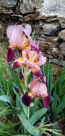 IRIS (GIAGGIOLO) rizoma