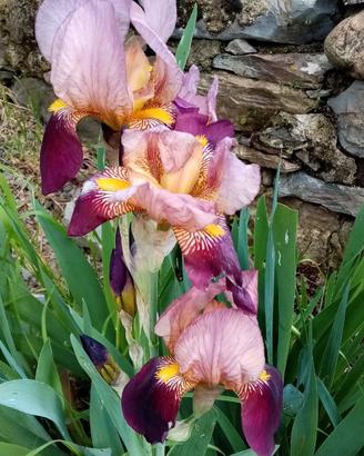 IRIS (GIAGGIOLO) rizoma