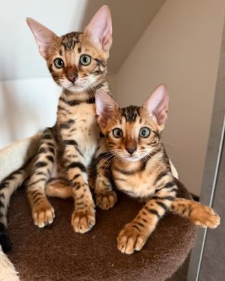 Disponibili cuccioli di gatto del bengala