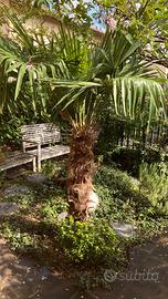 Palma pianta da giardino vera