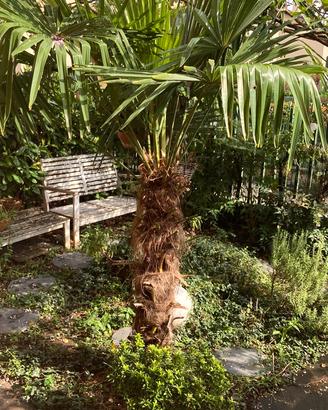 Palma pianta da giardino vera