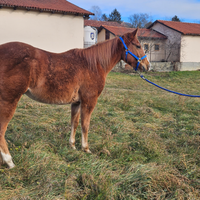 Quarter horse/cavallo da passeggiata o trecking