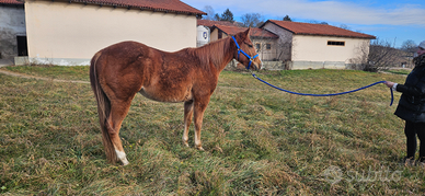 Quarter horse/cavallo da passeggiata o trecking