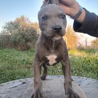 American pitbull terrier