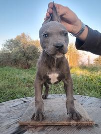 American pitbull terrier