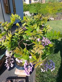Bonsai glicine rosa carico/lilla