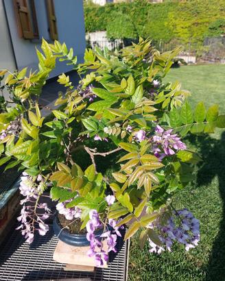 Bonsai glicine rosa carico/lilla