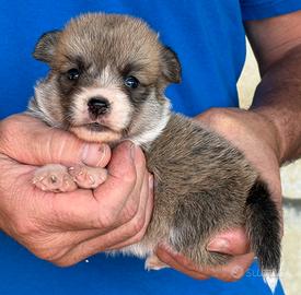 Cuccioli di welsh corgi pembroke