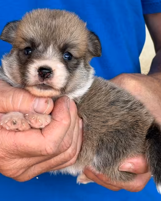 Cuccioli di welsh corgi pembroke