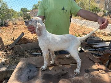 Cuccioli setter inglese