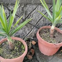 Yucca o tronchetto della felicità 
