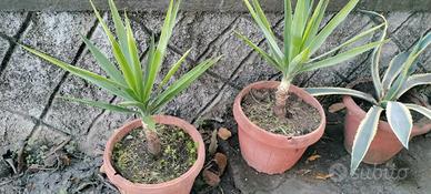 Yucca o tronchetto della felicità 