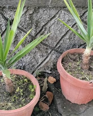Yucca o tronchetto della felicità 