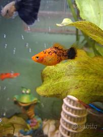 2 maschi platy