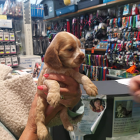 Cocker spaniel inglese