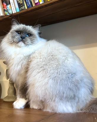 Adulte ragdoll
