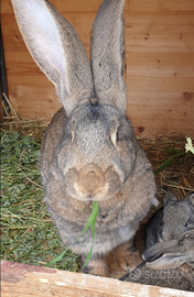 Conigli di razza