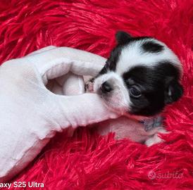 Chihuahua mini toy pedigree ENCI maschio